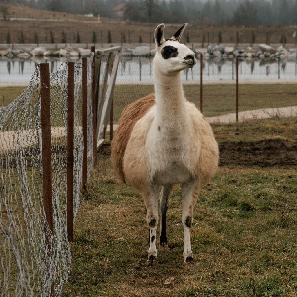 Zoo Vrt