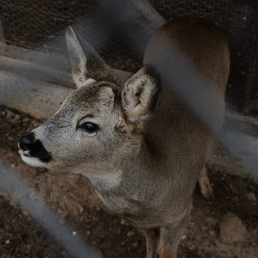 Zoo Vrt